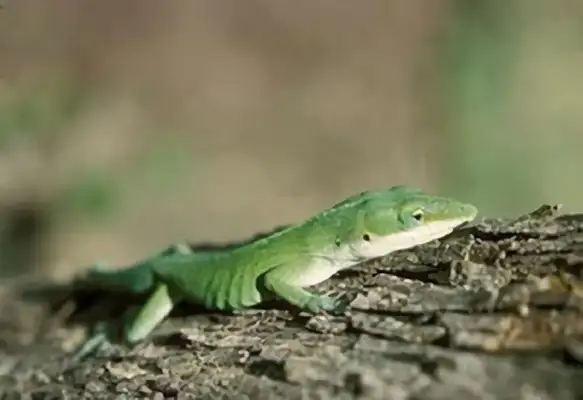 Information on the identity of the ale iguana