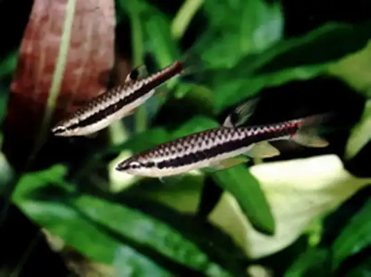 Splash fish identity information