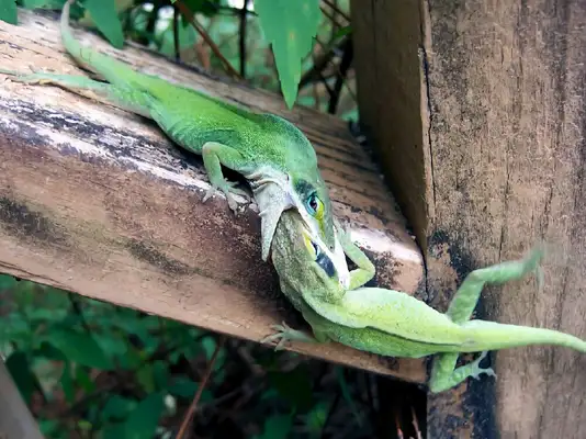 Information on the identity of the ale iguana