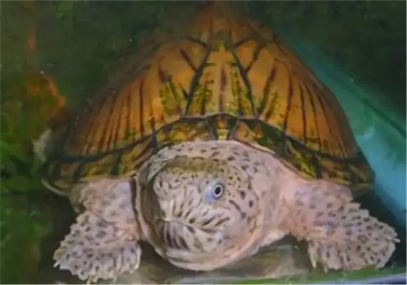 I.D. on the musk turtle