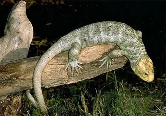 Information on the identity of the gator