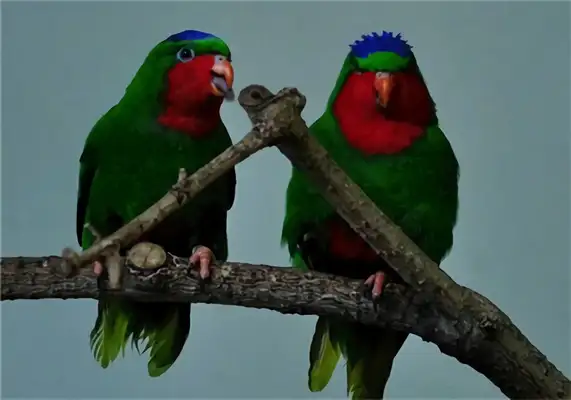 Blue Crown uses parrot identity information