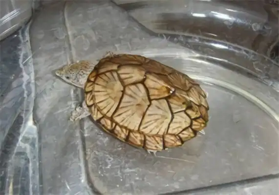 I.D. on the musk turtle