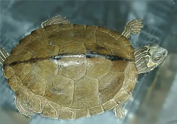 Alabama Map Turtle Identity Information