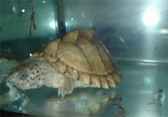 I.D. on the musk turtle
