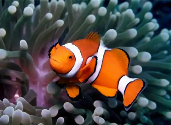 Clown Fish Identity Information