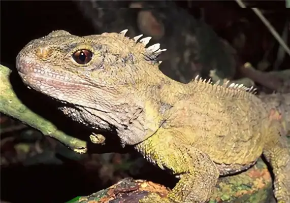 Information on the identity of the gator