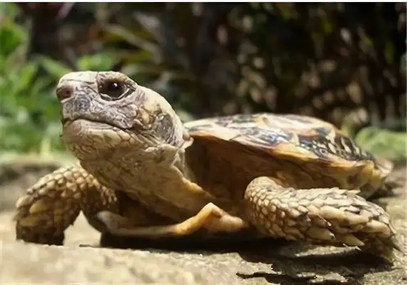 Cookie turtle identity information