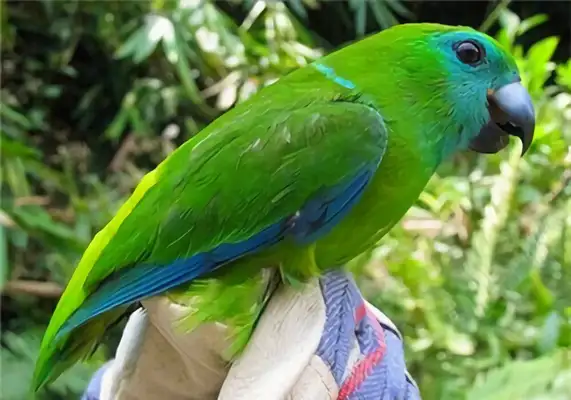 Identities of a macaw with no eyes