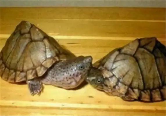 I.D. on the musk turtle