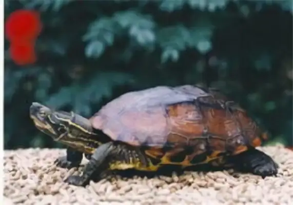 Fitch Tortoise Identity Information