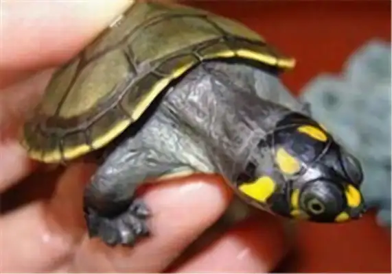 Yellow-headed neck turtle identity information
