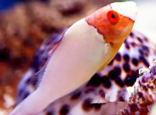 White Parrot ID