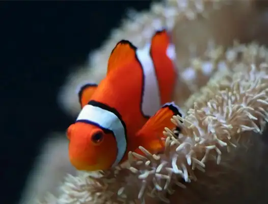Clown Fish Identity Information