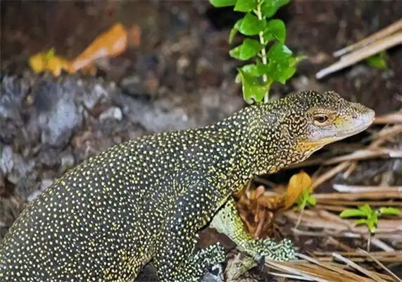 Red tree giant iguana identity information