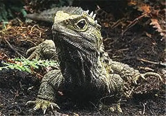 Information on the identity of the gator