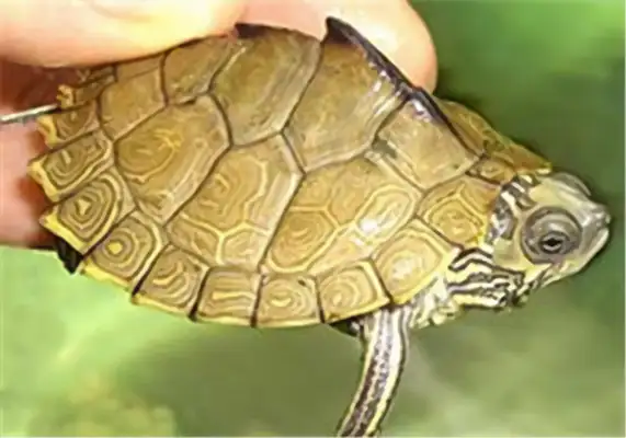 Alabama Map Turtle Identity Information