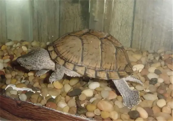 I.D. on the musk turtle