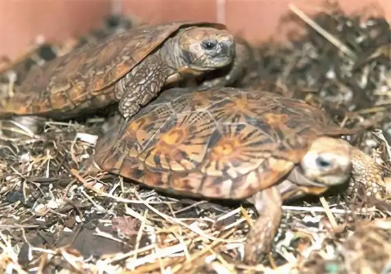 Cookie turtle identity information