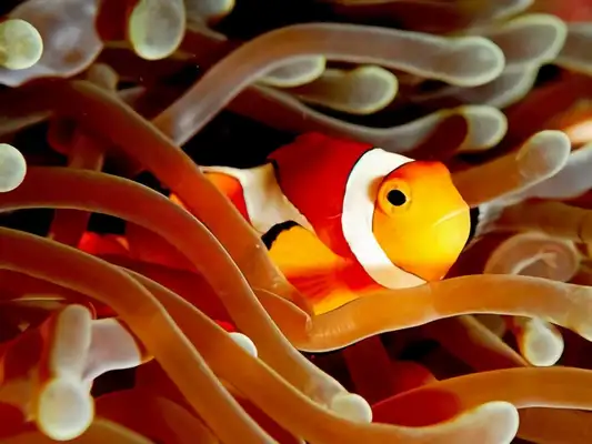 Clown Fish Identity Information