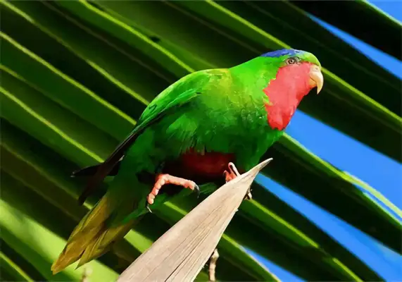Blue Crown uses parrot identity information