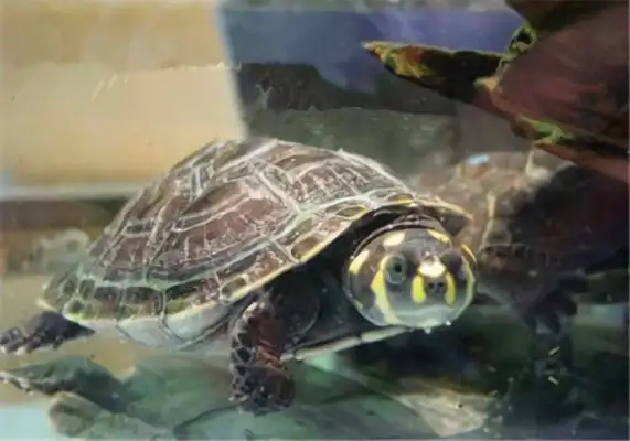 Yellow-headed neck turtle identity information