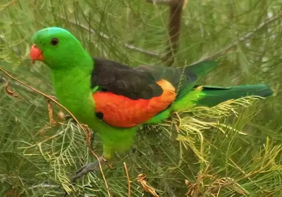 Identities of a macaw with no eyes