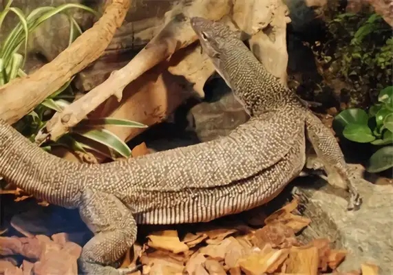 Red tree giant iguana identity information