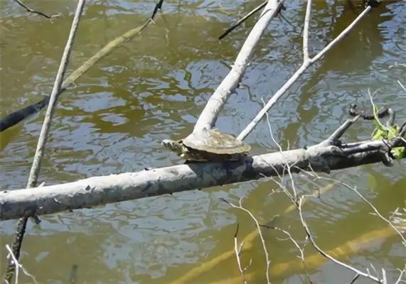 Alabama Map Turtle Identity Information
