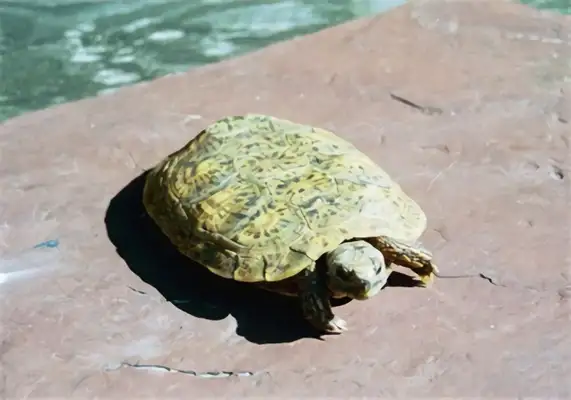 Cookie turtle identity information