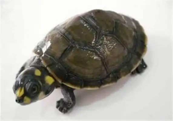 Yellow-headed neck turtle identity information