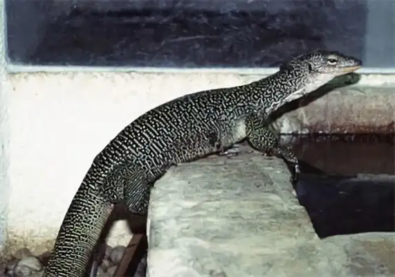 Red tree giant iguana identity information