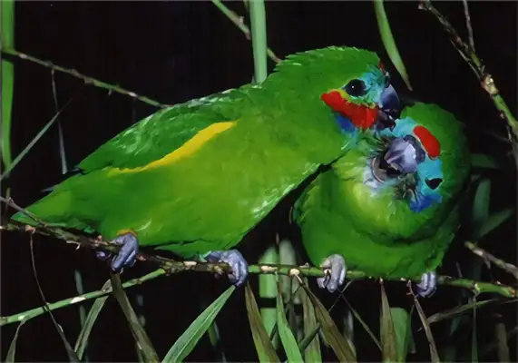 Identities of a macaw with no eyes