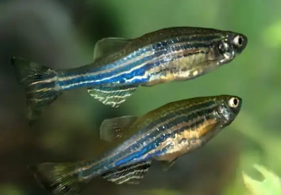 Zebra Fish Identity Information