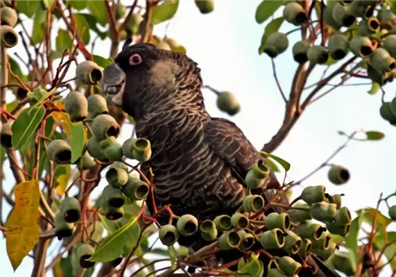Redtail, black and white parrot identity information