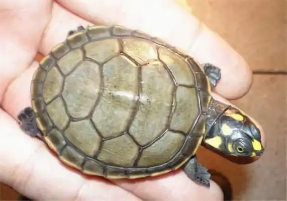 Yellow-headed neck turtle identity information