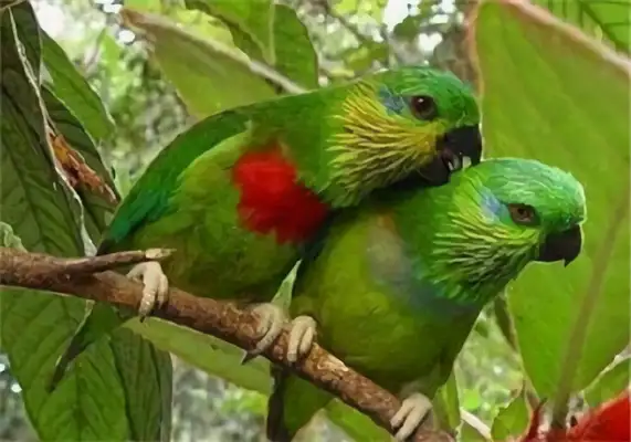 Identities of a macaw with no eyes