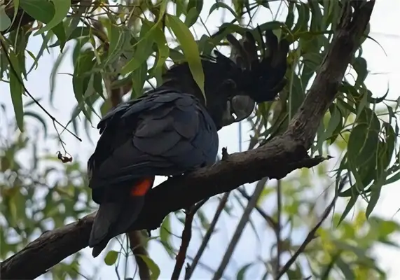 Redtail, black and white parrot identity information
