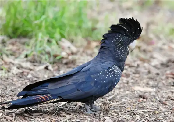 Redtail, black and white parrot identity information
