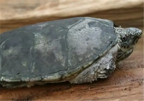 The identity of the flatback musk turtle