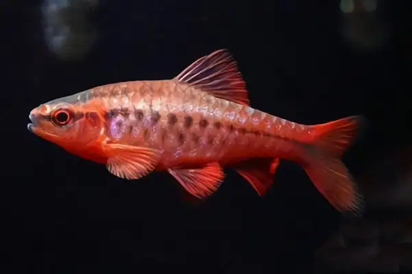 Cherry lightfish ID