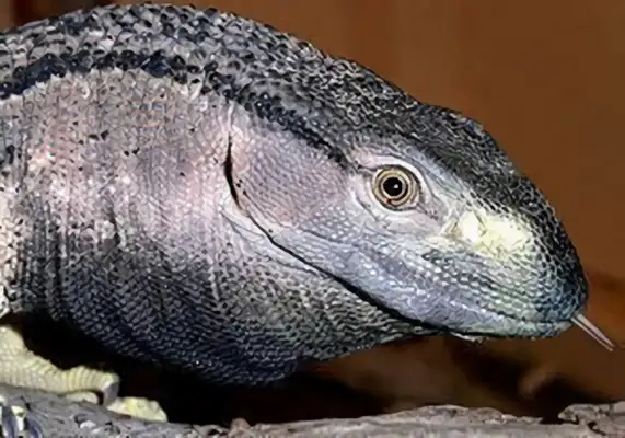 Diphtheria giant iguana identity information