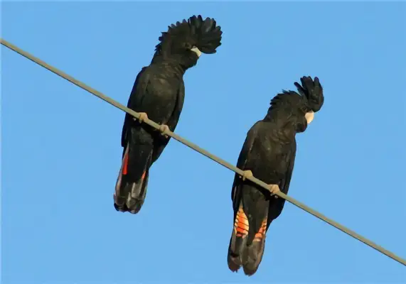 Redtail, black and white parrot identity information