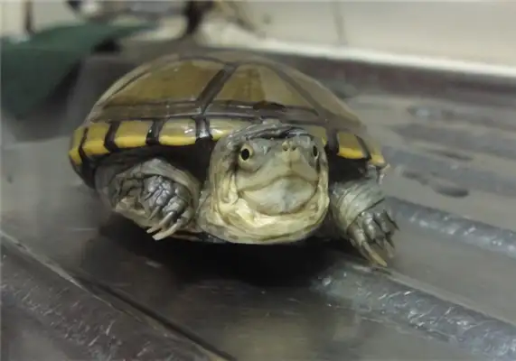 Identity information for yellow mud turtles