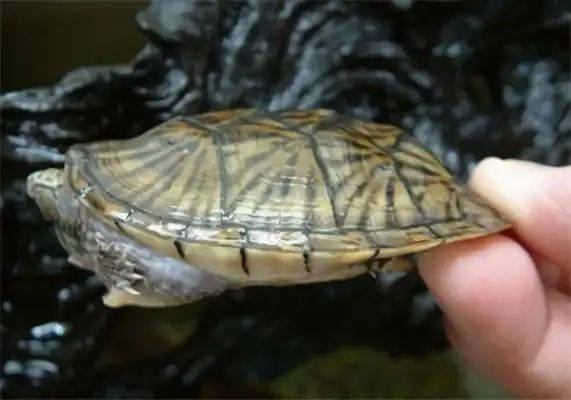 The identity of the flatback musk turtle