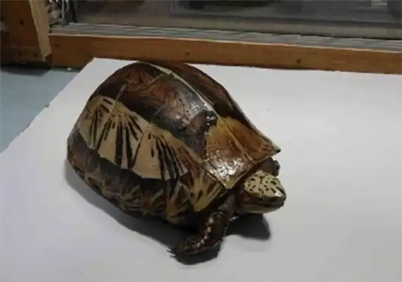 Information on the identity of the yellow shell turtle