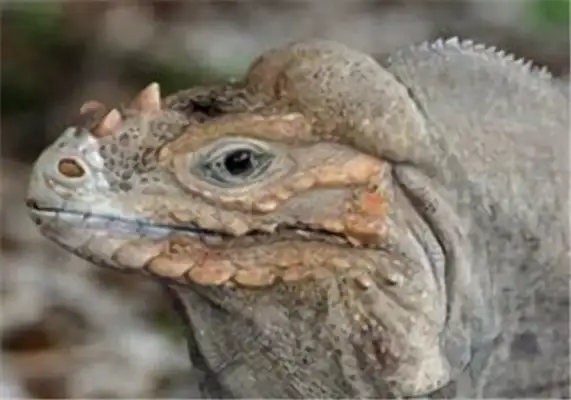 Cuban iguana identity information