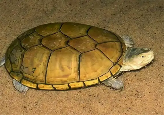 Identity information for yellow mud turtles