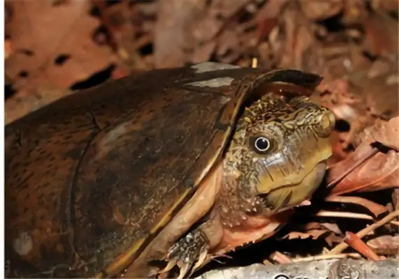 The identity of the flatback musk turtle
