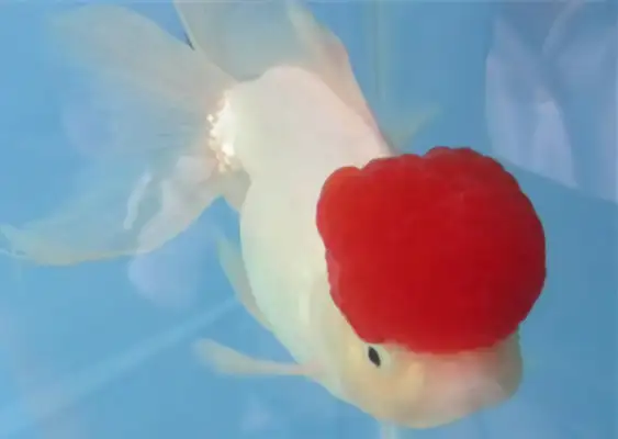 I.D. on the crane top goldfish